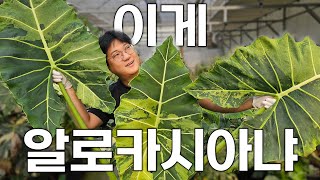 아마 유튜브에 존재하는 알로카시아 분갈이 영상 중에 제일 클 듯ㅣ Alocasia 'Sarian Varieg…