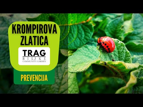 KROMPIROVA ZLATICA (lat. Leptinotarsa decemlineata) - PREVENCIJA (2021) [TRAG BILJKE]