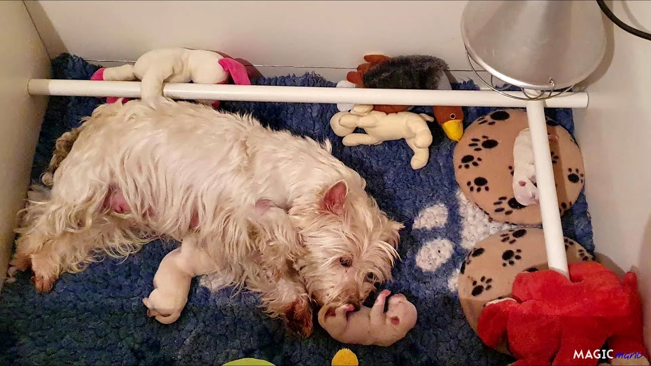 Watch video Fabriquer une caisse de mise bas pliable Fabriquer une caisse de mise bas pliable