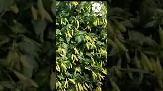 Download lagu The caliber of the chili fruit was so thick that the tree almost fell over mp3