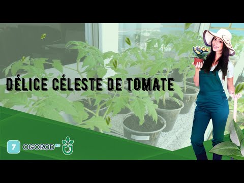 , title : 'Délice céleste de tomate'