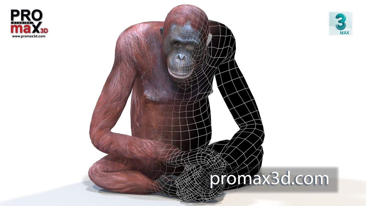Rigged Female Orangutan 3D Model
