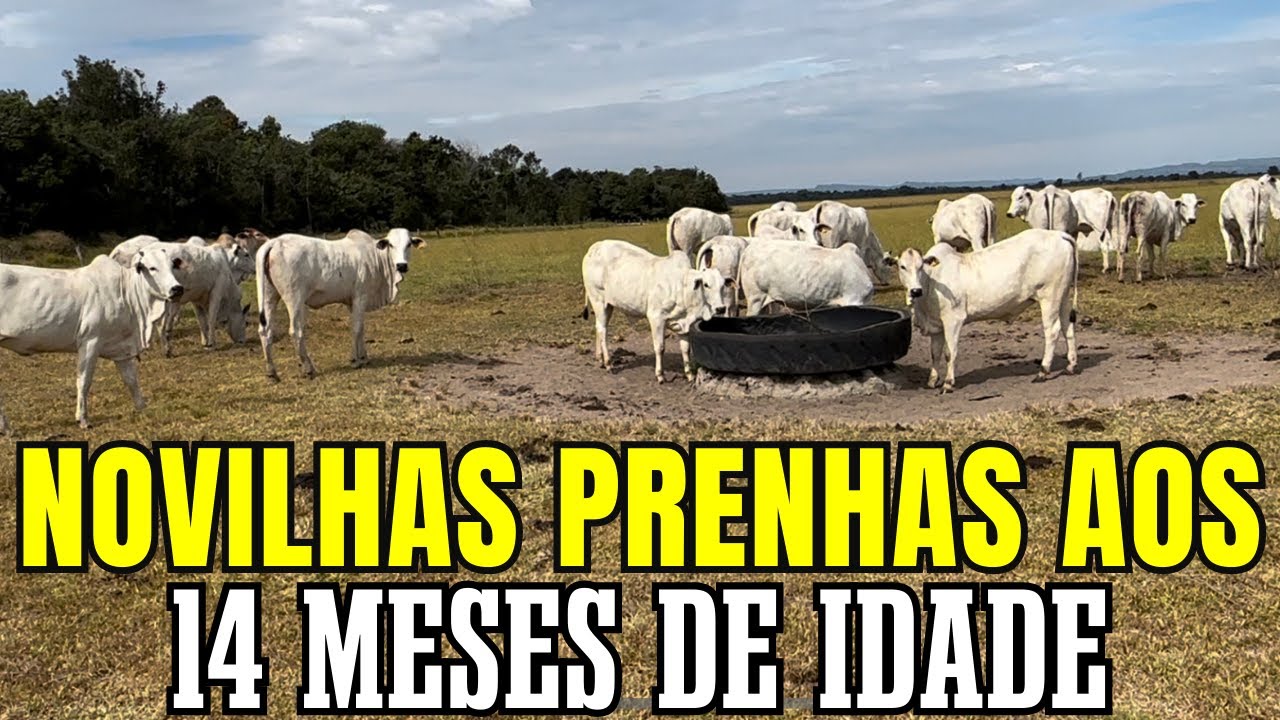 Novilhas Precoce e Fabrica de Ração - Fazenda Santa Cruz da Serra