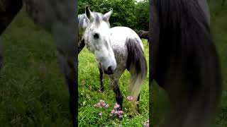 Download lagu Horse mating behind the scene video 71 mp3