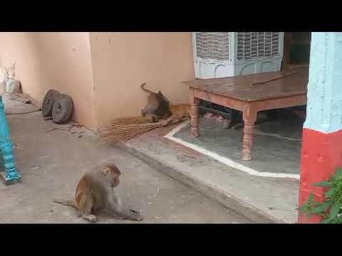 money and dog friendly Ness