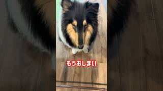 食べ物への執着心が強い大型犬