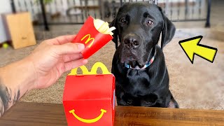 LABRADOR TRIES AN ACTUAL MCDONALD'S HAPPY MEAL!!