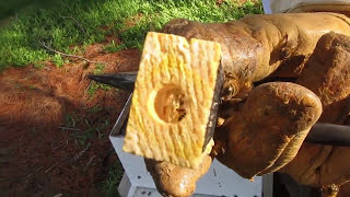 Lets check on the bees - Is the queen still there?