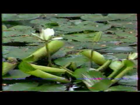 Tefafano Sisters - " Tahiti Nui "