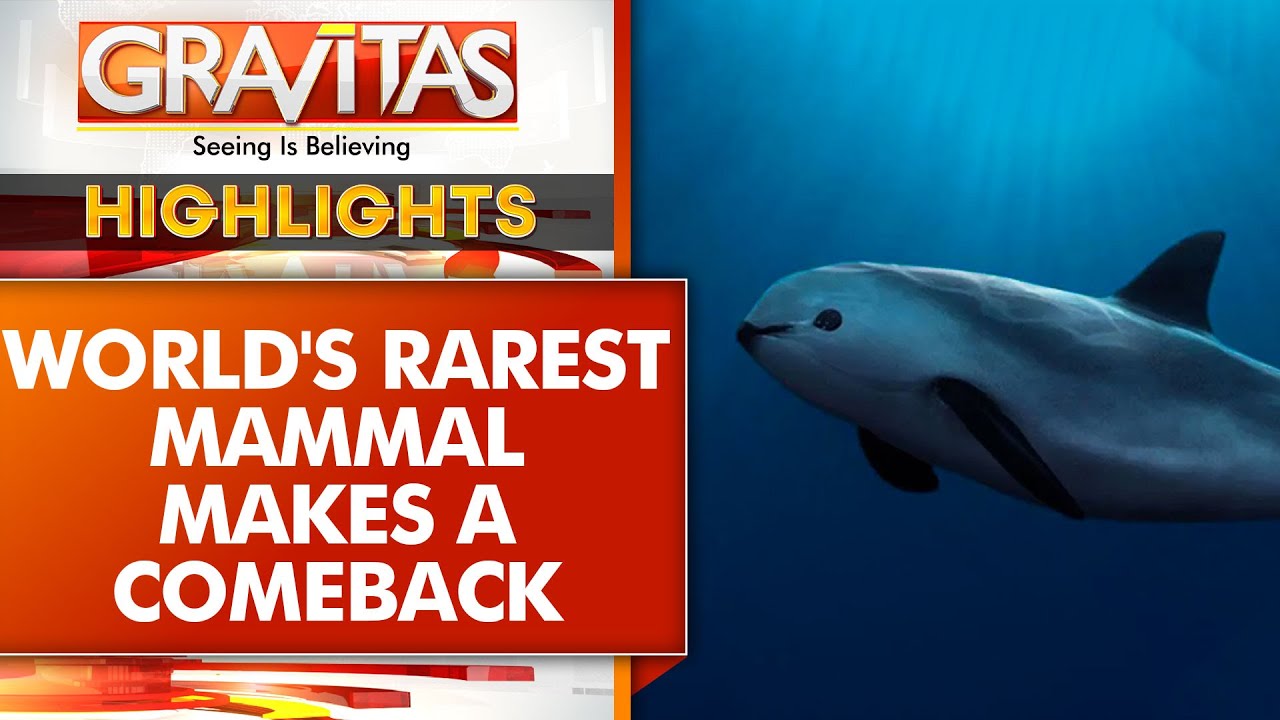 The World's Rarest Marine Mammal Makes A Comeback In Mexico | GRAVITAS HIGHLIGHTS