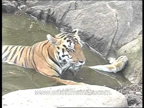 Tiger sitting and drinking water in a water hole