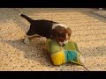 Dogs Vs Pillows