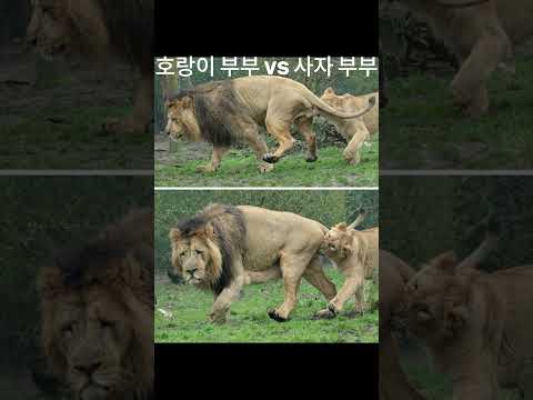 아이콘