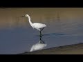 A Short Story About Little Egret סיפור קצר על לבנית קטנה