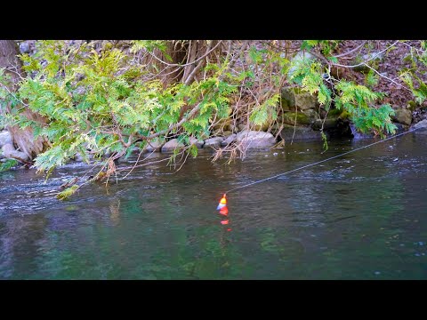 Spring Steelhead BOBBER DOWNS! - March 2025