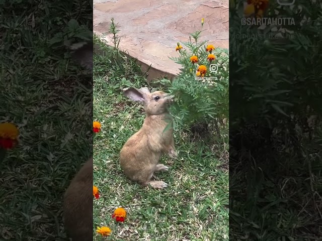 Vídeo relacionado con BUNNY Snacks Enjoy Nature Madera DE Manzano 6X100GR