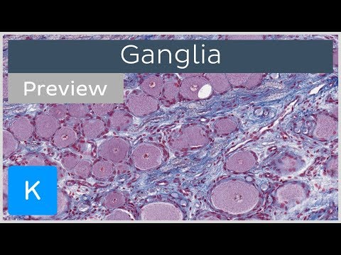 Ganglia of the Nervous System (preview) - Histology | Kenhub