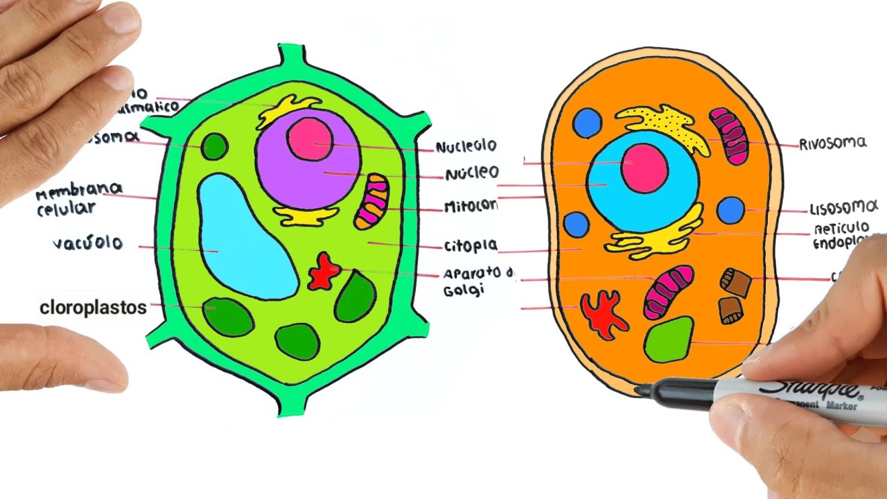 Celula animal y vegetal partes y funciones. Como dibujar la celula animal y vegetal
