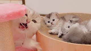 Kittens are surprised when daddy cat becomes too obsessed with the kitty cat tower.