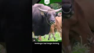 Download lagu The Result of Crossbreeding Banteng with Balinese Cattle #shorts mp3