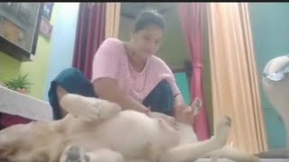 Download lagu I Am Giving My Dog A Belly Massage And He Is Enjoying It And After A While He Gets Mad At Me Jackie mp3