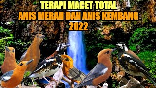 Download lagu PANCINGAN ANIS MERAH DAN ANIS KEMBANG MACET TOTAL || TERAPI GACOR ANIS MERAH DAN ANIS KEMBANG mp3