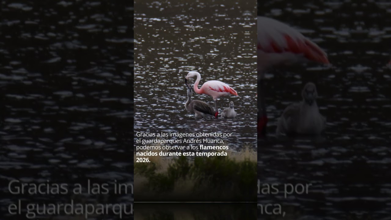 Flamencos en el Parque Nacional Lauca.