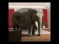 The Elephant in the room - Introduction to my ...