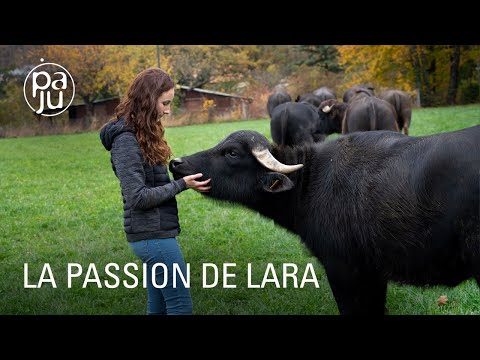 Passe moi les jumelles - Lara et les Bufflonnes