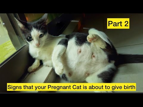 Signs that your Pregnant Cat is about to give birth~Cat Giving Birth ~Cat Labor #cat Cat gives birth
