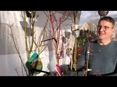 Japanischer Fächerahorn mit Abmoosung am 'Katsura' klein Patrick😁 Pre-Bonsai 2023/03