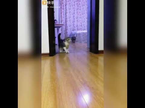 If You Don't LAUGH, Something Is Wrong With You- Funny  Cat JUMP when PRANKED