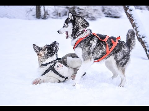 Top 10 Cold Weather Dogs In The World