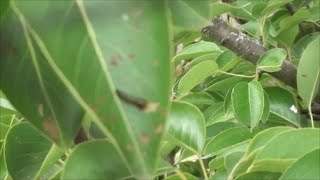 Cherry Slug pest, clean solution without pesticide.