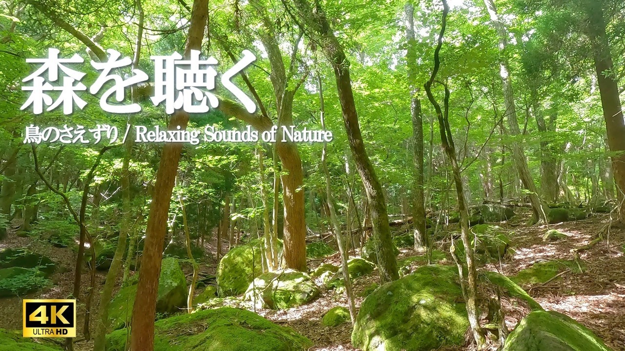 木漏れ日と鳥のさえずり | ストレス緩和、読書、ヨガ【自然音 4K relaxing nature sounds】