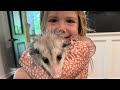 We Lost Our Pet Possum