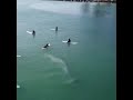 Blue Whale Lashes Out At Surfers After They Surround It