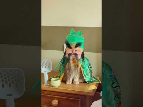 Guan Yu, a cat of unparalleled righteousness. #exlittlebeans #funnyvideo #funnycats