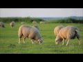 The Lord is My Shepherd | The Tabernacle Choir