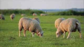 The Lord is My Shepherd - Mormon Tabernacle Choir