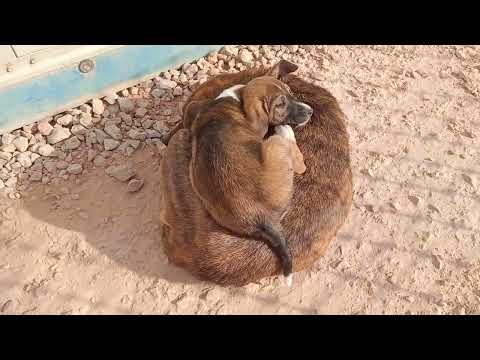 puppy sleep mom#puppy#abdul kahar vlog #serbia#shortvideo