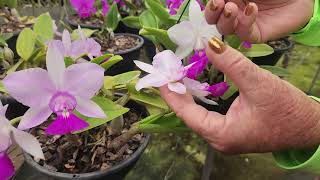POLINIZAÇÃO DE CATTLEYA WALKERIANA 