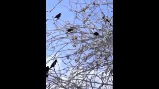 preview picture of video 'Tricolored blackbirds in Newberry Springs, CA, Pt 2'