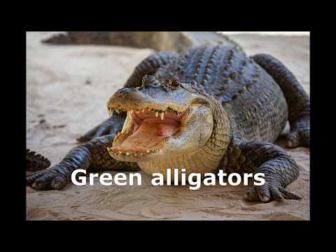 The Unicorn - Lyrics - The Irish Rovers | [1974]