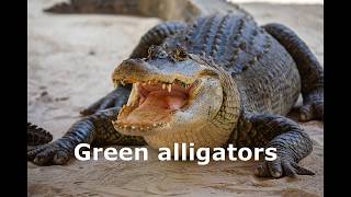 The Unicorn - Lyrics - The Irish Rovers | [1974]