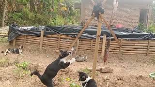 Download lagu Panjat Pinang Kucing Terlucu Hadiah Ikan Lele Gratis 💰💰💰 mp3