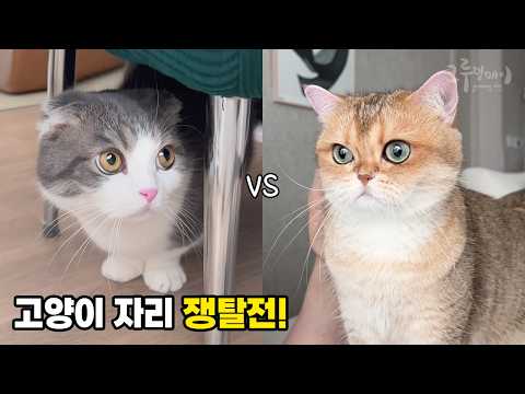 고양이 둘이 서로 자기 자리라고 우기는데... 어쩌죠?