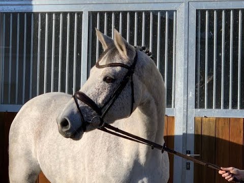 CANTAPPA 12j. v. Camax L - Grand Canyon  VB 8.500,- Euro