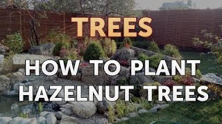 How to Plant Hazelnut Trees