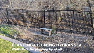 Planting Climbing Hydrangea